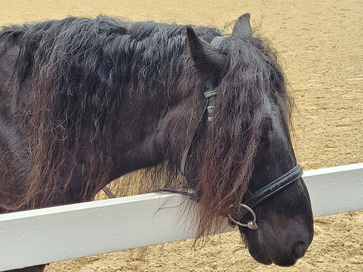 Tourist Attraction «Kentucky Horse Park», reviews and photos, 4089 Iron Works Pkwy, Lexington, KY 40511, USA