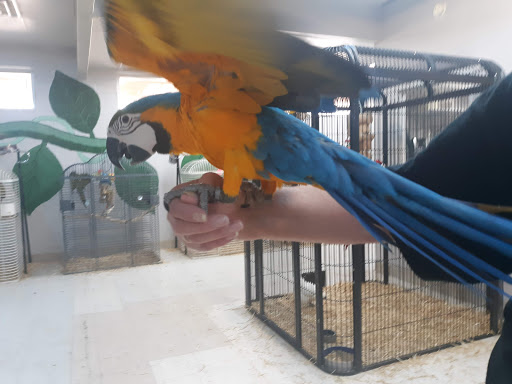 Bird Shop «Arizona Bird Store», reviews and photos, 565 S Dobson Rd, Mesa, AZ 85202, USA