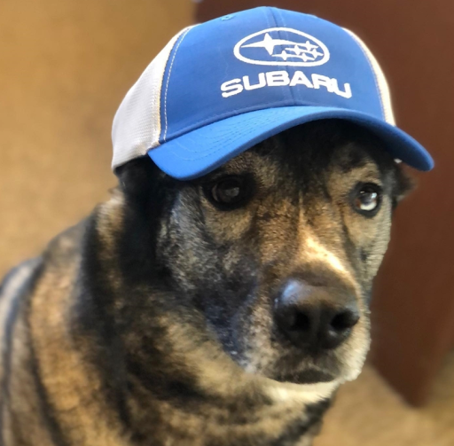 Subaru Dealer «Dunning Subaru», reviews and photos, 3771 Jackson Rd, Ann Arbor, MI 48103, USA
