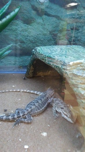 Pet Supply Store «Petco Animal Supplies», reviews and photos, 821 E Expy 83, Weslaco, TX 78599, USA