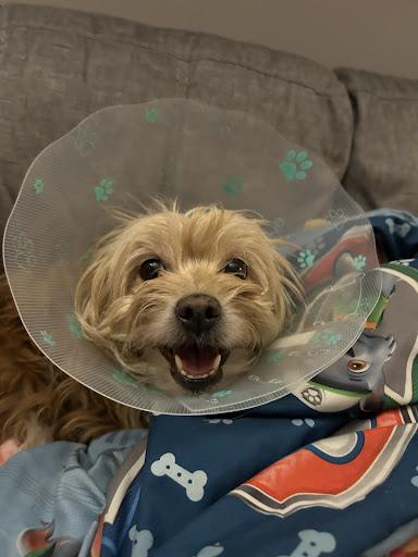 Elgin Animal Hospital image