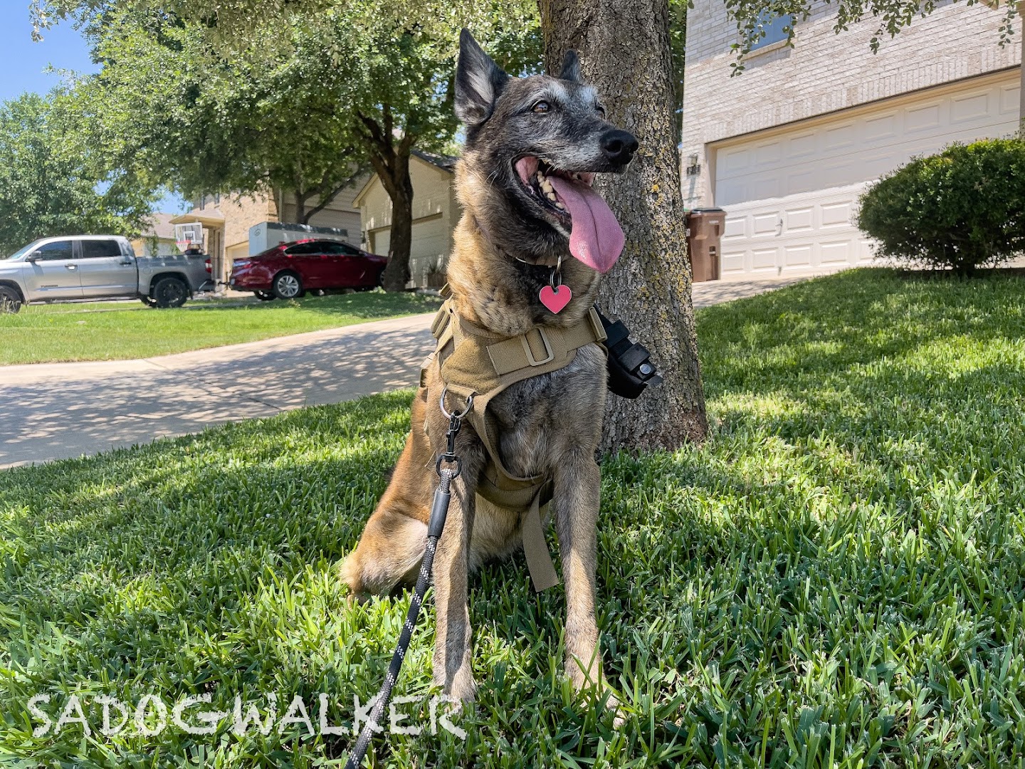 San Antonio Dog Walking Services