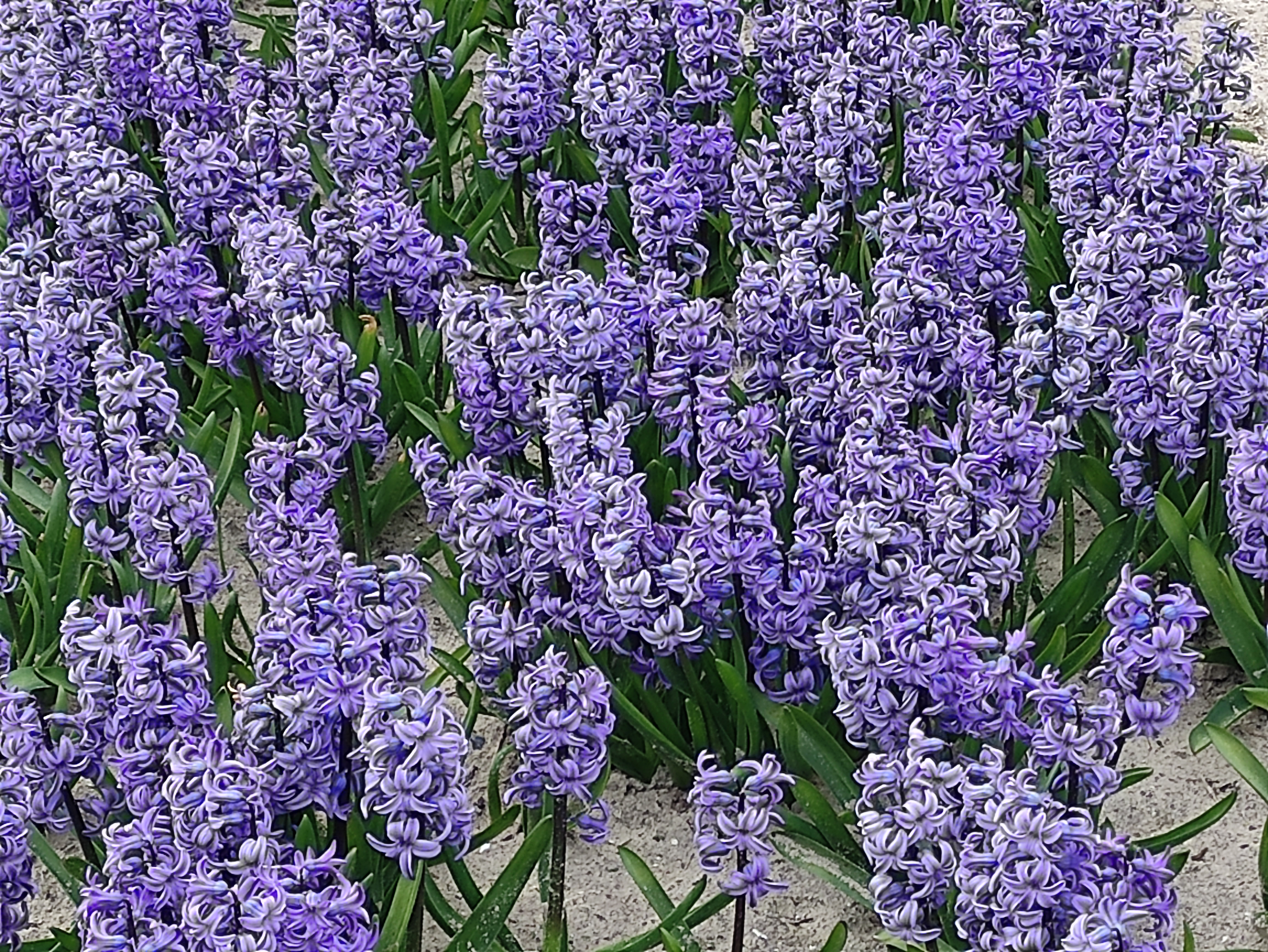 Photo n° 10 de l'avis de Ky29. fait le 26/03/2021 à 12:18