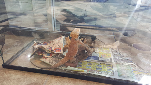 Reptile Store «Jurassic Pet Supplies», reviews and photos, 695 W Holt Ave #104, Pomona, CA 91768, USA