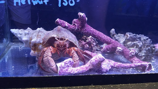 Pet Supply Store «Sea Level Aquarium», reviews and photos, 28 US-46, Pine Brook, NJ 07058, USA