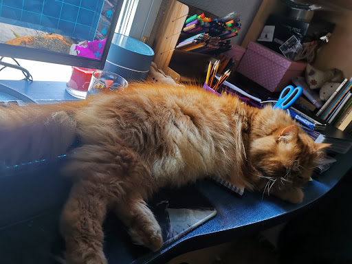 Zoo Clínica Veterinaria en Alcala de Henares