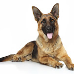 Photo n° 1 de l'avis de soufian.h fait le 17/09/2017 à 21:07 pour ANIMAL PROTECT à Balma