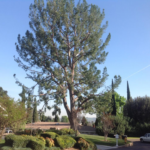 Rob's Tree Service, Trimming, Removal of Orange County