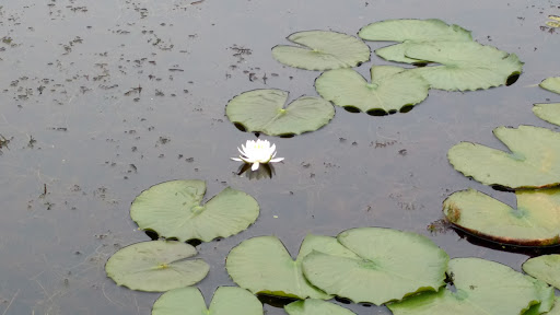 Nature Preserve «Wolf Creek Environmental Center», reviews and photos, 6100 Ridge Rd, Wadsworth, OH 44281, USA