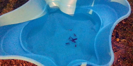 Pet Store «Slither & Swim», reviews and photos, 38 Saw Mill Rd # 16, West Haven, CT 06516, USA