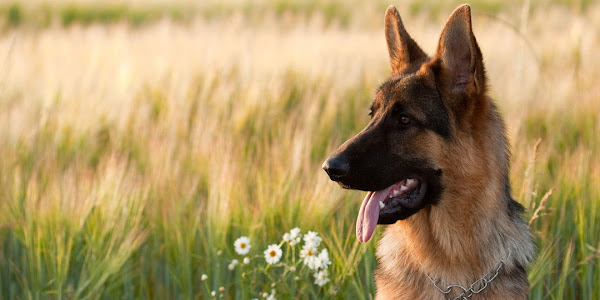 North County Animal Hospital