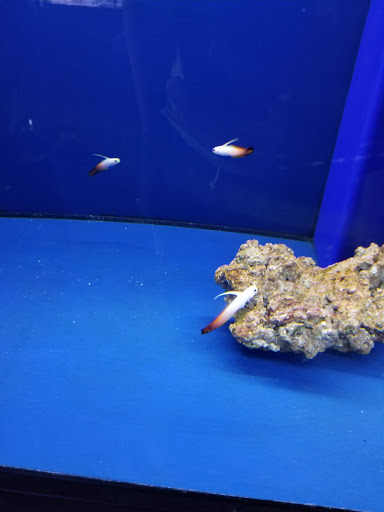 Pet Store «Sierra Fish and Pets», reviews and photos, 601 S Grady Way Suite M, Renton, WA 98057, USA