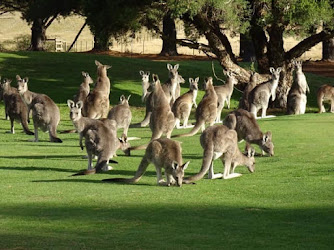 KANGA TOURS - KANGAROO SIGHTSEEING TOURS MELBOURNE