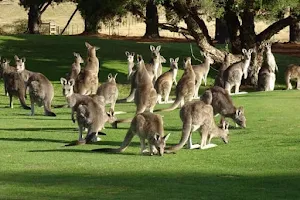 KANGA TOURS - KANGAROO SIGHTSEEING TOURS MELBOURNE image