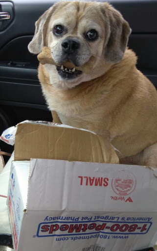 Pet Groomer «Happy Tails Self-Serve Dog Wash», reviews and photos, 267 Cotuit Rd Unit D, Sandwich, MA 02563, USA