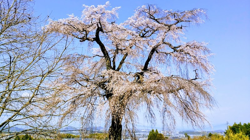 笹尾のシダレ桜