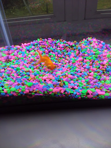 Pet Supply Store «Pet Supermarket», reviews and photos, 1746 E Silver Springs Blvd, Ocala, FL 34470, USA