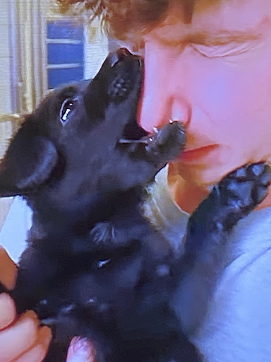 Pet Store «Pet Supermarket», reviews and photos, 2542-2598 S Washington Ave, Titusville, FL 32780, USA