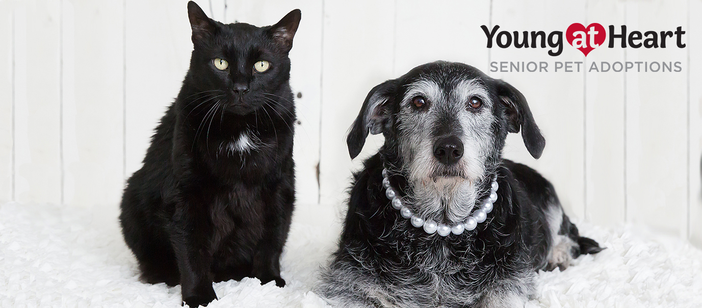 Young At Heart Senior Pet Adoptions