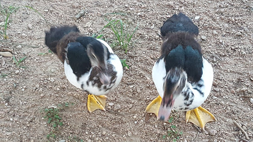 Performing Arts Theater «Miller Outdoor Theatre», reviews and photos, 6000 Hermann Park Dr, Houston, TX 77030, USA