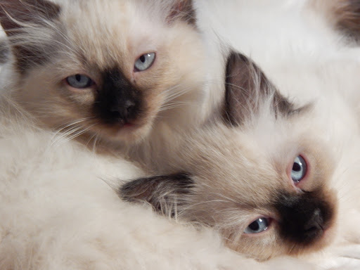 Pet Supply Store «Pet Supplies Plus», reviews and photos, 13360 W 87th St Pkwy, Lenexa, KS 66215, USA