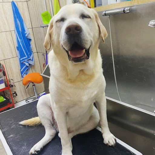 Peluquería Canina - Irun