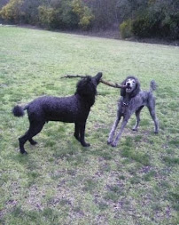 Susan’s Boutique Pet Sitting - Photo 7 - Car repair in , Mission Viejo