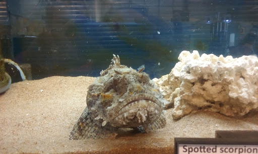 Aquarium «The Aquarium at Rockport Harbor, Inc.», reviews and photos, 706 Navigation Cir, Rockport, TX 78382, USA