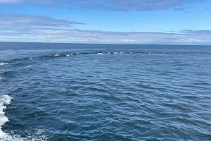 First Chance Whale Watch image