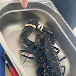 Photo n° 2 de l'avis de Louane.e fait le 02/05/2024 à 09:45 pour La Marinière à Carantec