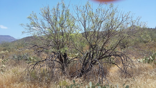 Horseback Riding Service «Spur Cross Stables», reviews and photos, 44029 N Spur Cross Rd, Cave Creek, AZ 85331, USA