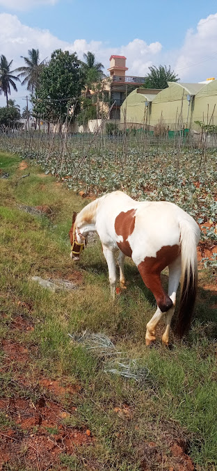 Google Maps image 16