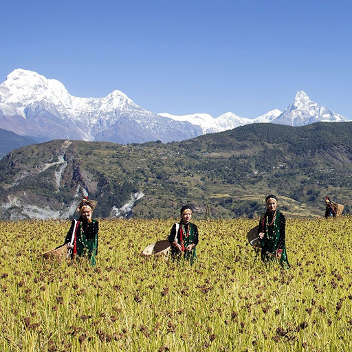 Tour Agency «Himalayan Dreams», reviews and photos, 6185 Rainier Ave, Rocklin, CA 95677, USA