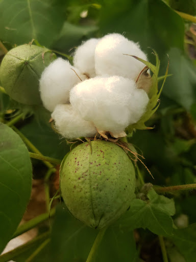 Park «Centennial Park», reviews and photos, 1 E Centennial Ave, Roosevelt, NY 11575, USA