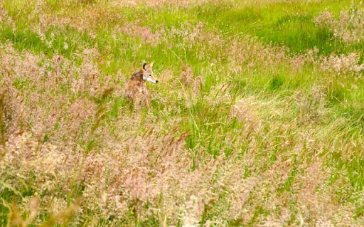 Golf Course «RedTail Golf Center», reviews and photos, 8200 SW Scholls Ferry Rd, Beaverton, OR 97008, USA