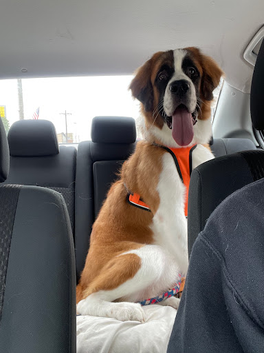 Wizard of Paws Dog Grooming