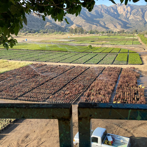 Terra Bella Nursery, Inc. image