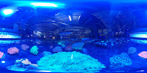 Tropical Fish Store «Elite Reef», reviews and photos, 8410 Wadsworth Blvd F, Arvada, CO 80003, USA