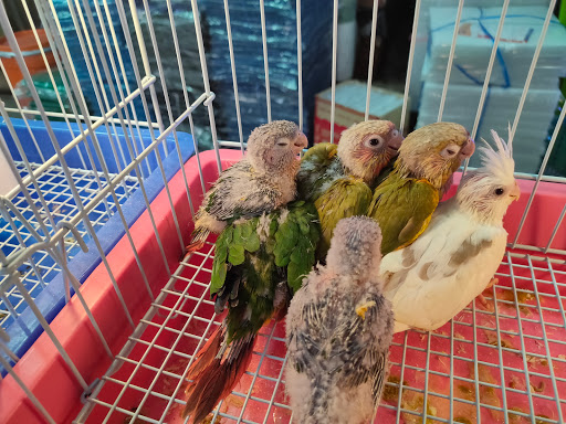 ร้านPK BIRDS FARM จตุจักร2 มีนบุรี