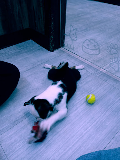 Pet Store «Petland», reviews and photos, 10289 Ulmerton Rd, Largo, FL 33771, USA