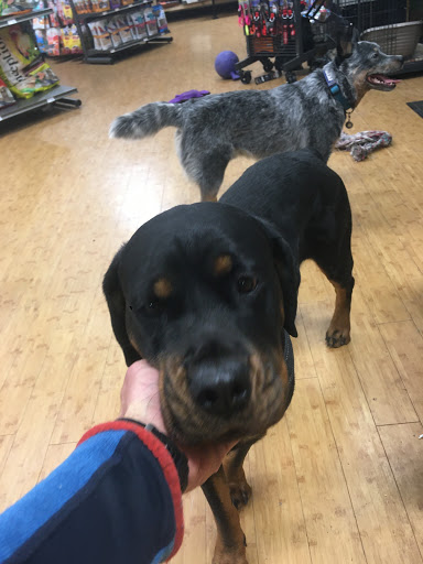 Pet Supply Store «Only Natural Pet - Boulder Flagship Store», reviews and photos, 2100 28th St #1C, Boulder, CO 80301, USA