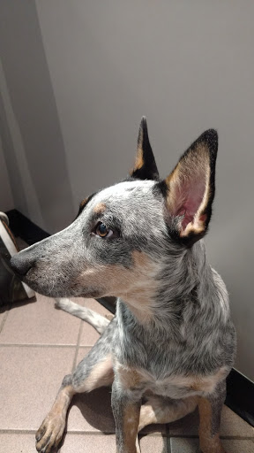 Pet Store «Petland», reviews and photos, 2123 Old Hudson Rd, St Paul, MN 55119, USA