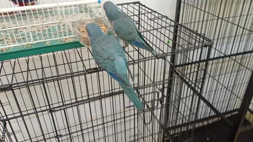 Ilawathi Parrots and Pets ( Pet Shop ) ( Kedai Haiwan )