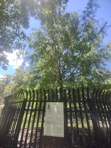 Park «Big Tree Park», reviews and photos, 761 General Hutchison Pkwy, Longwood, FL 32750, USA