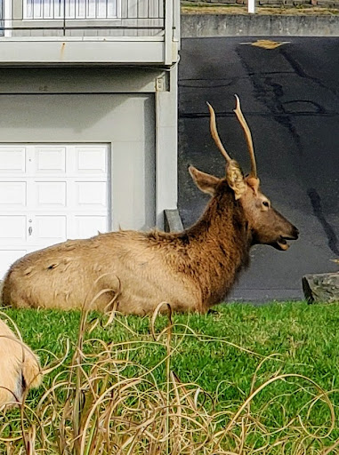 Golf Club «Gearhart Golf Links», reviews and photos, 1157 N Marion Ave, Gearhart, OR 97138, USA