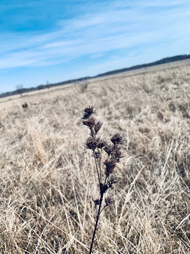 Bird Watching Area «Haehnle Sanctuary», reviews and photos, Seymour Rd, Pleasant Lake, MI 49272, USA