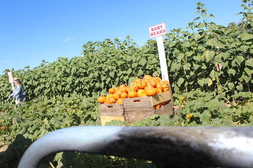 Pick your own farm produce Burbank