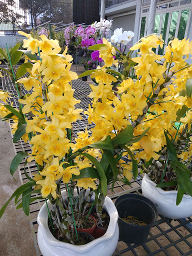 Anh Tú FarmStay & Green Garden