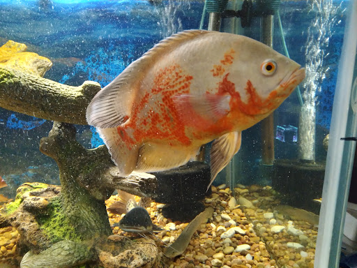 Pet Supply Store «Petco Animal Supplies», reviews and photos, 8735 Memorial Blvd, Port Arthur, TX 77640, USA