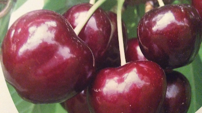 Producteur cerises & abricots à Saint-Gervasy